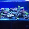 Pagus Reef WLF